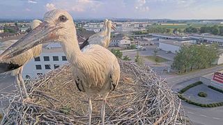 Ein Storch steht in seinem Nest auf dem Dach eines Gebäudes und blickt auf eine Stadt mit Gebäuden und einem Parkplatz. Ein weiterer Storch befindet sich dahinter.