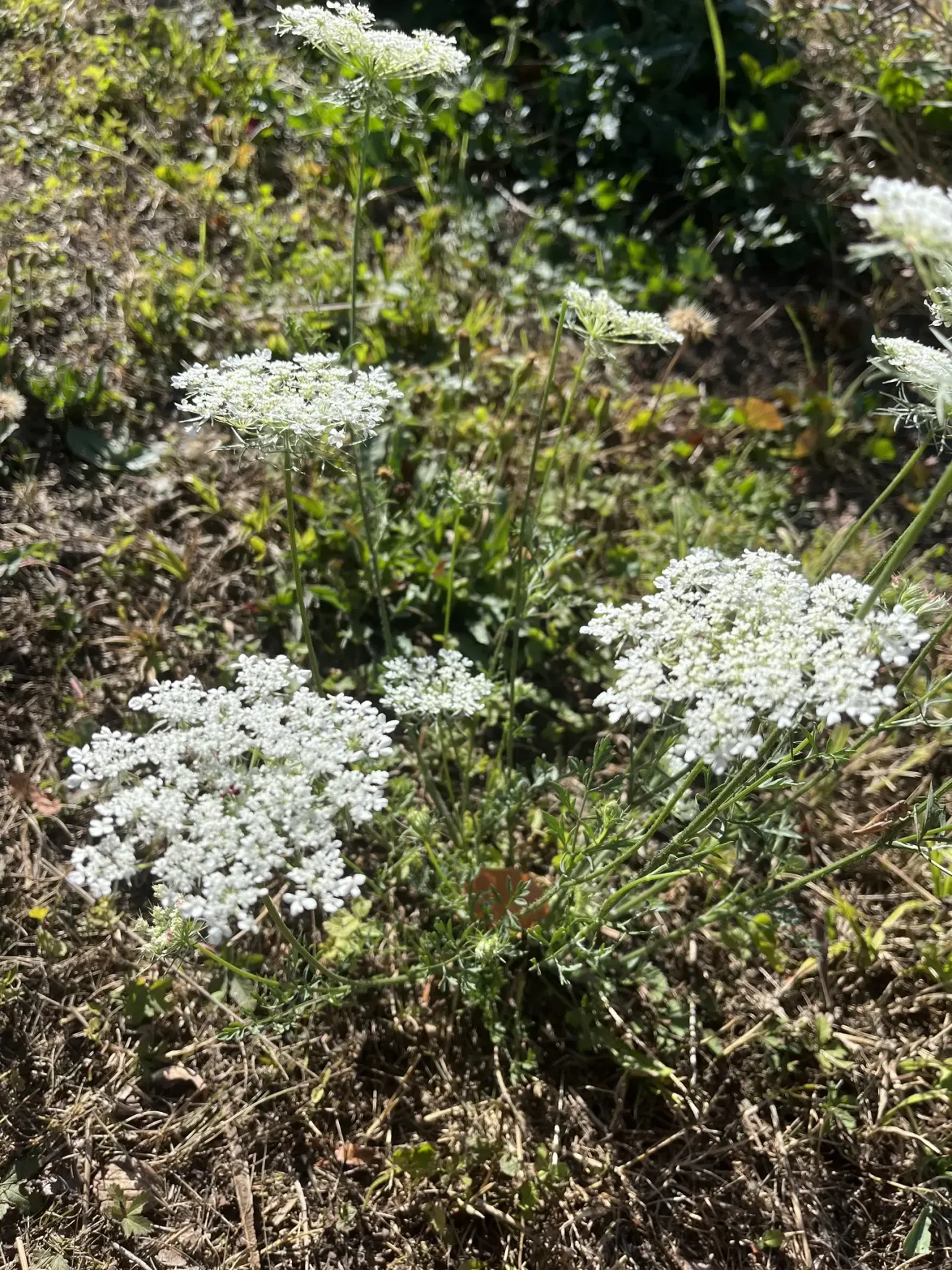 A close-up view of several white flowering plants with small, delicate petals growing in a grassy area.