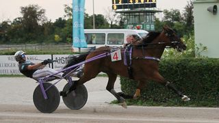 Ein braunes Pferd mit der Nummer 4 am Geschirr zieht einen Wagen mit einem Jockey. Im Hintergrund zeigt eine Anzeigetafel die Zahlen 9, 4, 5, 6, 7 und 8.