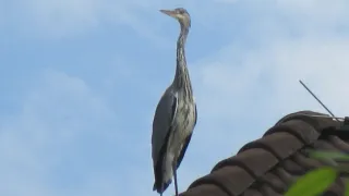 Ein grauer Reiher steht auf einem braunen Dach unter einem bewölkten Himmel.
