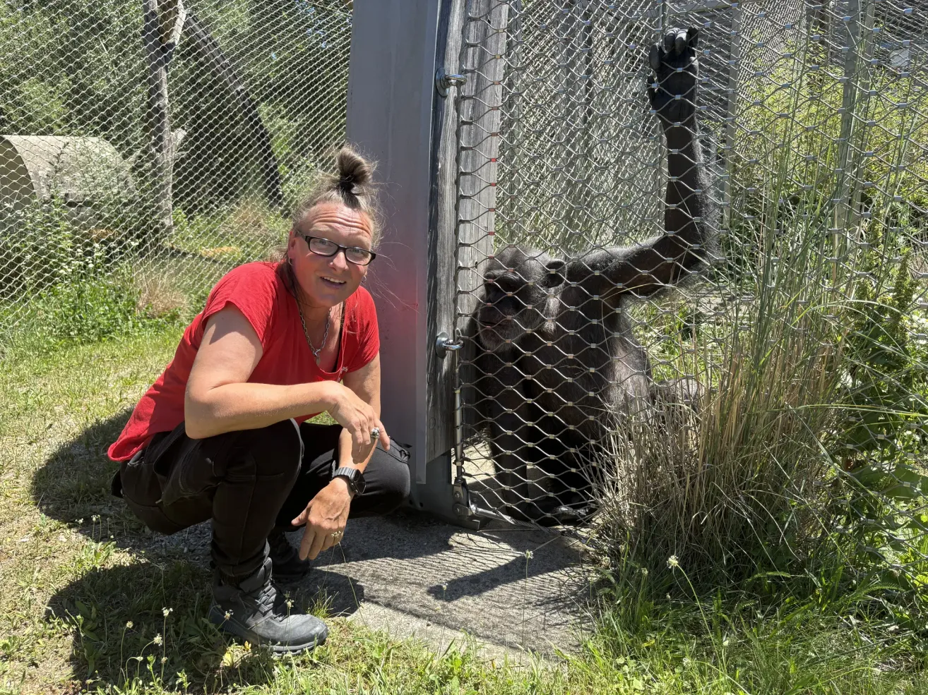 Eine Frau in einem roten Shirt kniet neben einem Gorilla in einem Zoogehege, lächelt und hält ihre Hand ausgestreckt.