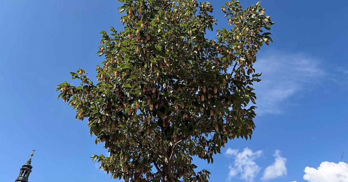 Ein Baum mit hellgrünen Blättern und braunen Zapfen steht vor einem klaren blauen Himmel. Die Äste sind voller Blätter und die Zapfen hängen herunter.