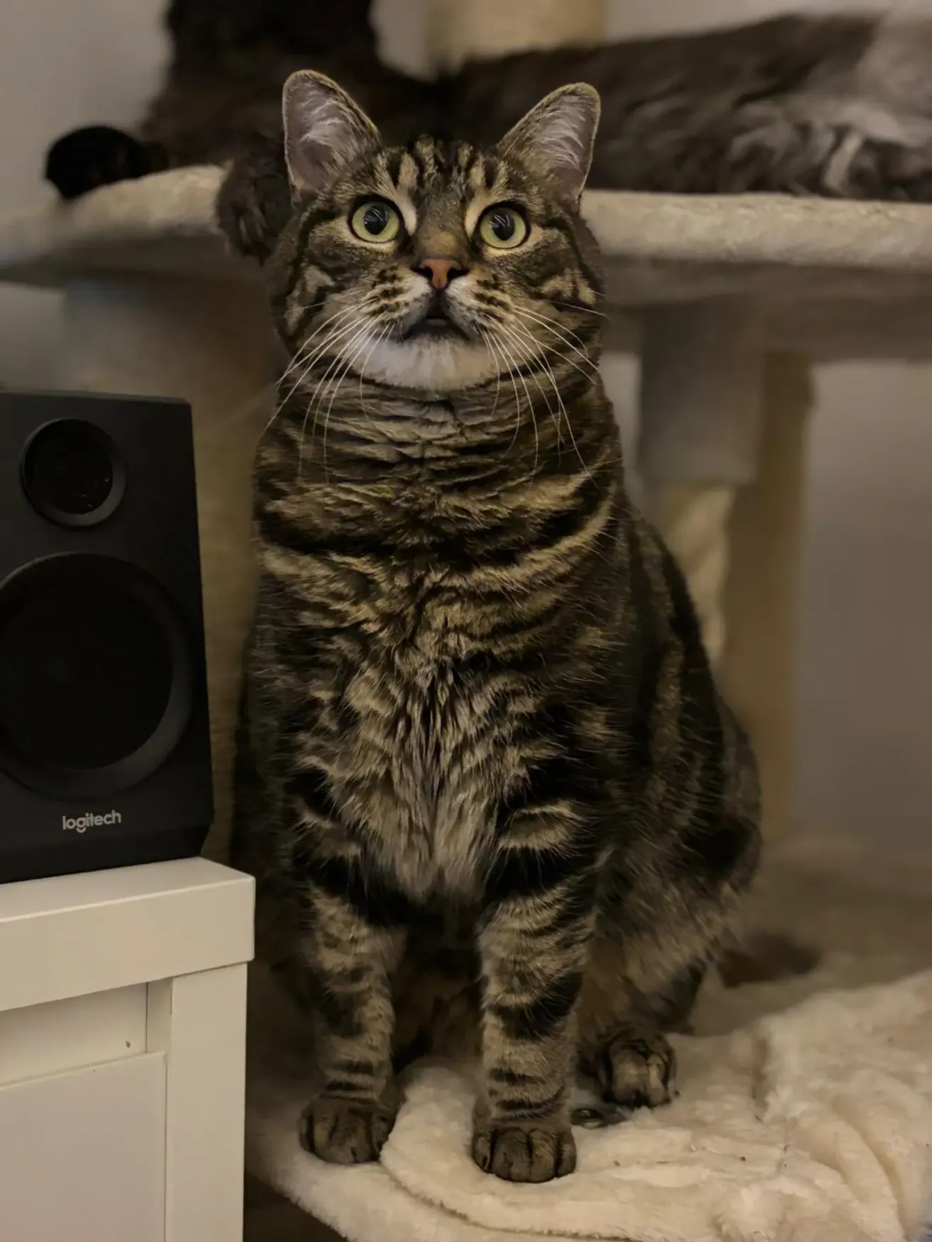 Eine getigerte Katze mit grünen Augen sitzt auf einer weißen Oberfläche und blickt nach oben. Ein Logitech-Lautsprecher befindet sich links.