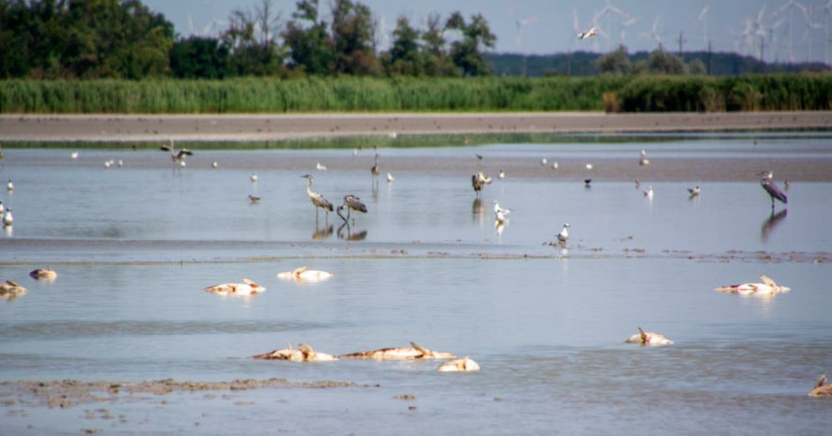 Ein Feuchtgebiet mit mehreren Vögeln, einschließlich Kranichen, die auf dem Wasser schwimmen. Der Himmel ist klar, und im Hintergrund befinden sich Bäume und Gras.