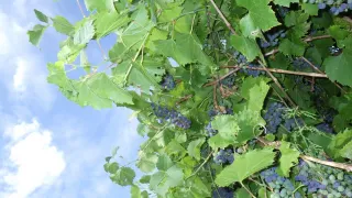 Eine Nahaufnahme einer Weinrebe mit Traubenclustern dunkler blauer Trauben, die von den Zweigen hängen, umgeben von üppigen grünen Blättern unter einem klaren blauen Himmel.