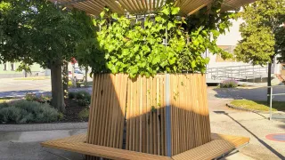 Eine hölzerne Struktur mit einer grünen Pflanze im Inneren, mit einer Bank und einem Baldachin, in einem Park mit Bäumen und Gebäuden im Hintergrund.