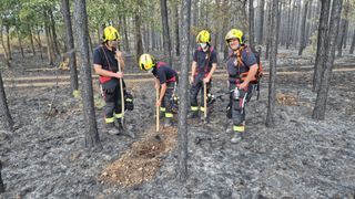 Vier Feuerwehrleute in gelben Helmen und Schutzkleidung arbeiten in einem verbrannten Waldgebiet und graben mit Schaufeln um einen Baum.
