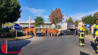 Eine Herde brauner Kühe geht vor einem Gebäude mit einem rot-weißen Schild über eine Straße. Ein Polizist steht in der Nähe.