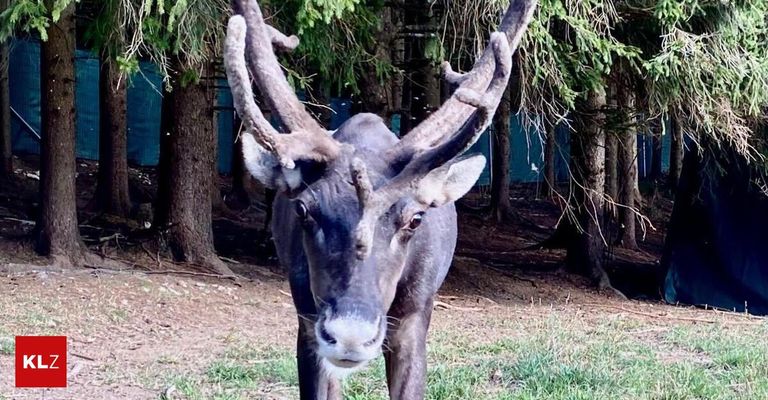 A reindeer with large antlers stands in a grassy area surrounded by trees. The reindeer has a white patch on its face and a gray body.