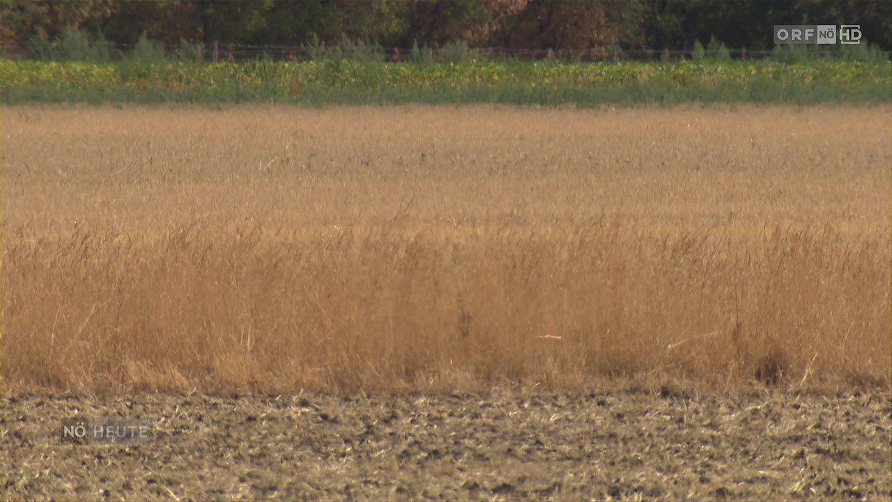 A vast field of dry, golden wheat stalks under a clear sky, with a green strip of vegetation in the background.