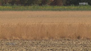 Ein riesiges Feld mit trockenen, goldenen Weizenhalmen unter einem klaren Himmel, mit einem grünen Streifen Vegetation im Hintergrund.