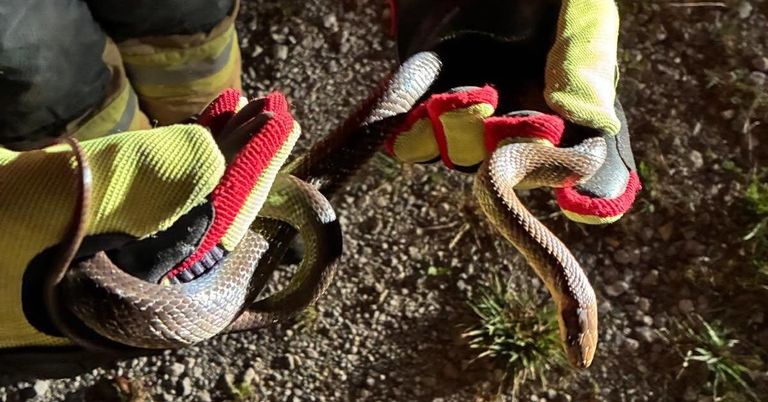 Ein Feuerwehrmann in Sicherheitshandschuhen hält eine Schlange in beiden Händen. Die Schlange ist um den Arm und die Hand der Person gewickelt.