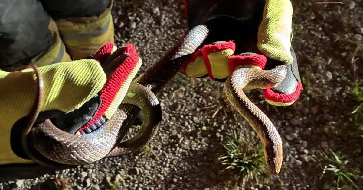 Ein Feuerwehrmann in Sicherheitshandschuhen hält eine Schlange in beiden Händen. Die Schlange ist um den Arm und die Hand der Person gewickelt.