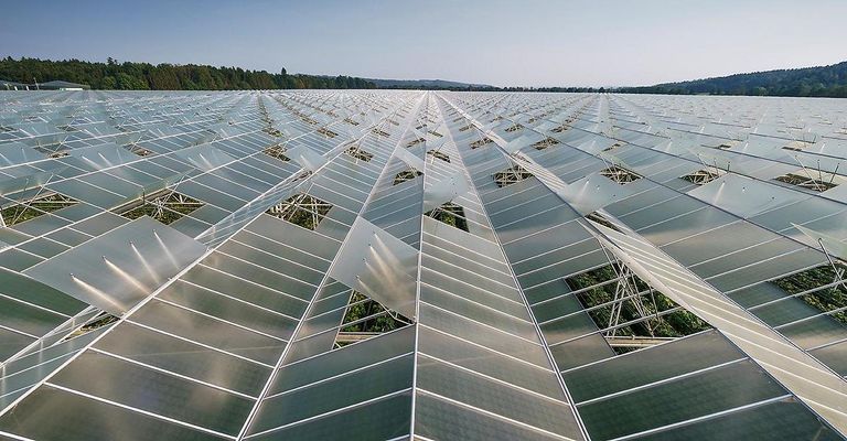 A vast expanse of a greenhouse with a geometric pattern of transparent panels, surrounded by greenery and a clear blue sky.