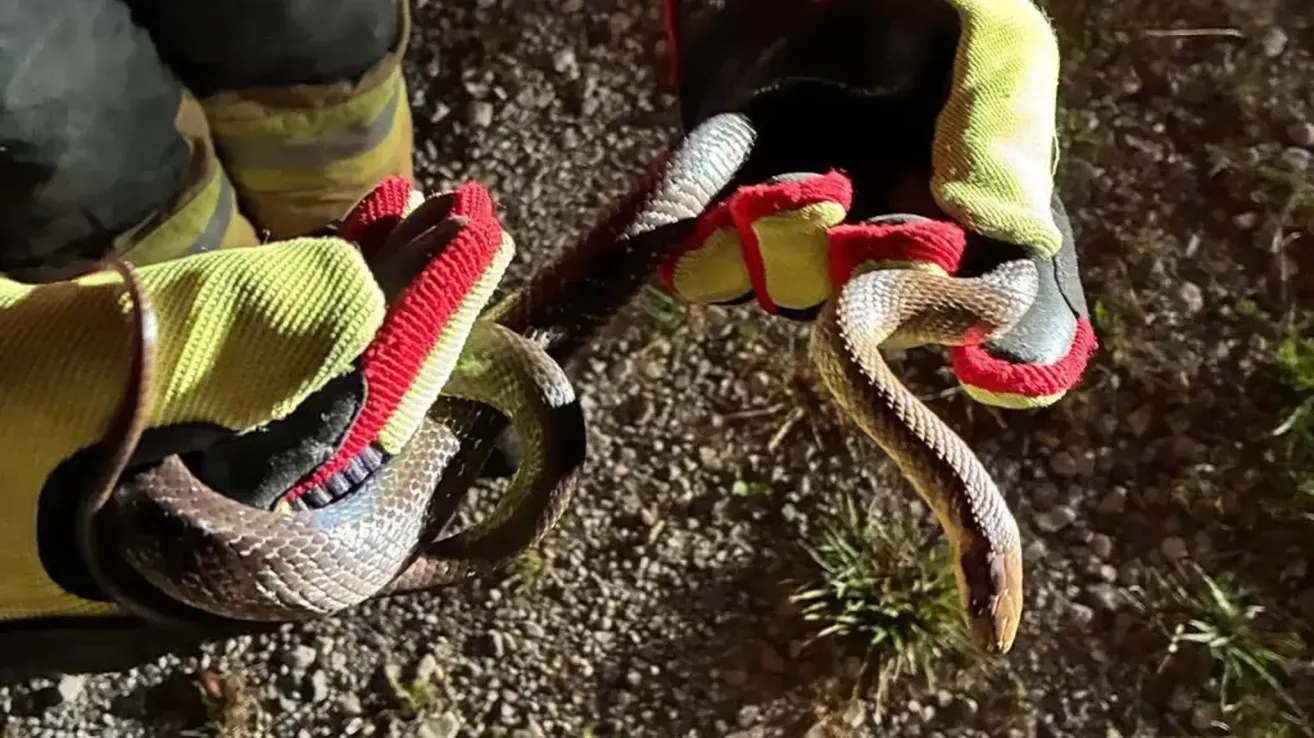 Eine Person in Schutzhandschuhen hält eine Schlange, wobei Kopf und Körper sichtbar sind. Die Handschuhe sind gelb und rot.