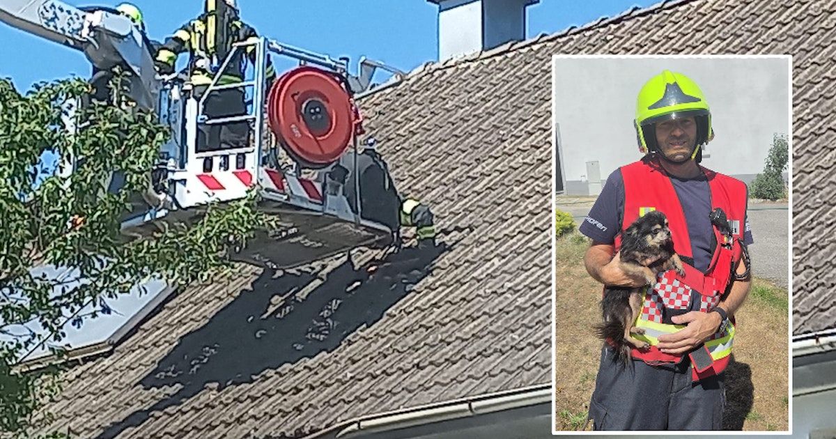Ein Feuerwehrmann auf einer Leiter rettet einen Hund vom Dach, während ein anderer Feuerwehrmann den Hund in den Armen hält.