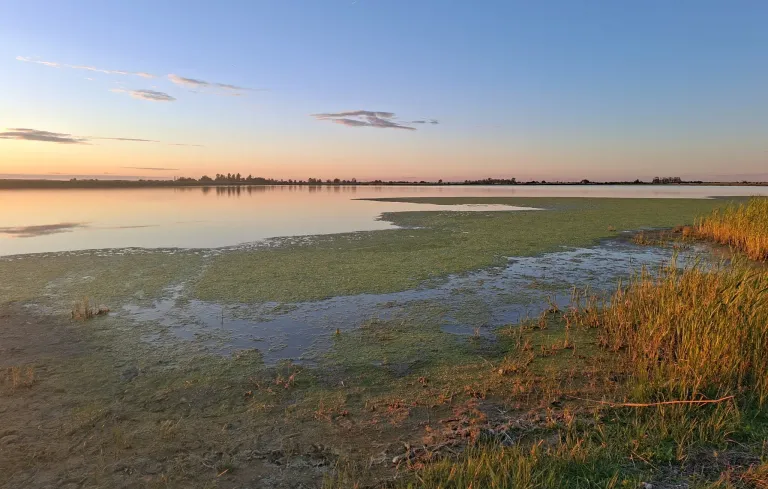 Ein ruhiger See mit einer reflektierenden Oberfläche und einem grasbewachsenen Ufer unter einem klaren Himmel mit entfernten Bäumen und einer untergehenden Sonne.
