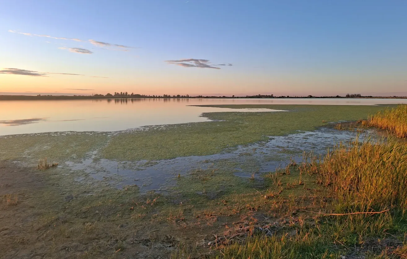 Ein ruhiger See mit einer reflektierenden Oberfläche und einem grasbewachsenen Ufer unter einem klaren Himmel mit entfernten Bäumen und einer untergehenden Sonne.