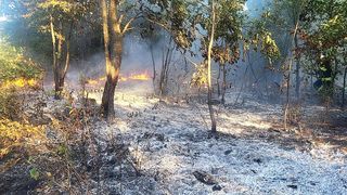 Ein Wald mit Bäumen und Pflanzen, die verbrannt sind und mit Asche bedeckt sind. Das Feuer brennt noch in der Ferne.