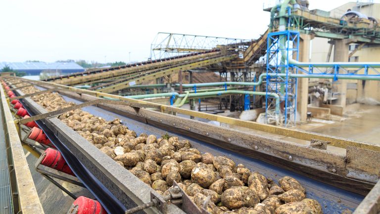 Ein Förderband voller Kartoffeln bewegt sich durch eine Industrieanlage mit Rohren und Maschinen im Hintergrund.