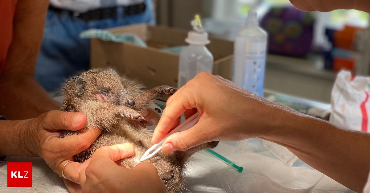 A person is holding a hedgehog and using tweezers to remove something from its fur.