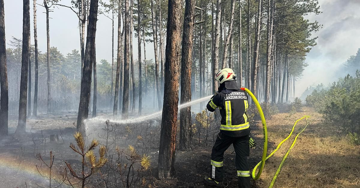 A firefighter in full gear is spraying water from a hose to extinguish a forest fire. The forest is filled with smoke and charred trees.