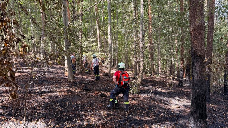 Eine Gruppe von Feuerwehrleuten in voller Ausrüstung, einschließlich Helmen und Rucksäcken, geht durch einen verbrannten Wald. Der Boden ist mit Asche und verkohltem Holz bedeckt.