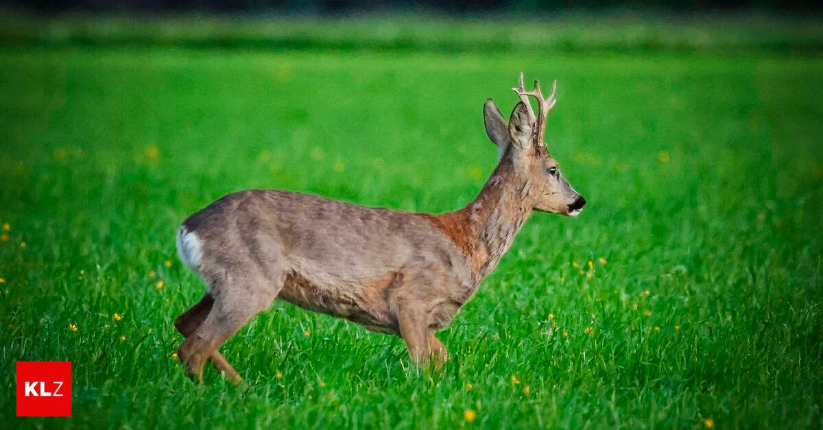 Ein Reh mit kleinen Geweihen läuft durch ein saftiges grünes Feld mit gelben Blumen.