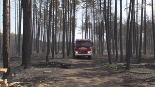 Ein roter Feuerwehrwagen fährt durch einen Wald mit hohen Bäumen und einem unbefestigten Weg. Das Wort 'Feuerwehr' steht auf der Front des Fahrzeugs.