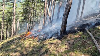 Ein Wald mit hohen Bäumen und einem Feuer, das auf dem Boden brennt, umgeben von Rauch und Asche.