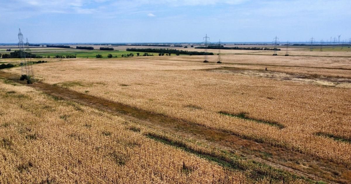 Aerial view of a vast, dry cornfield under a clear blue sky with power lines in the distance.