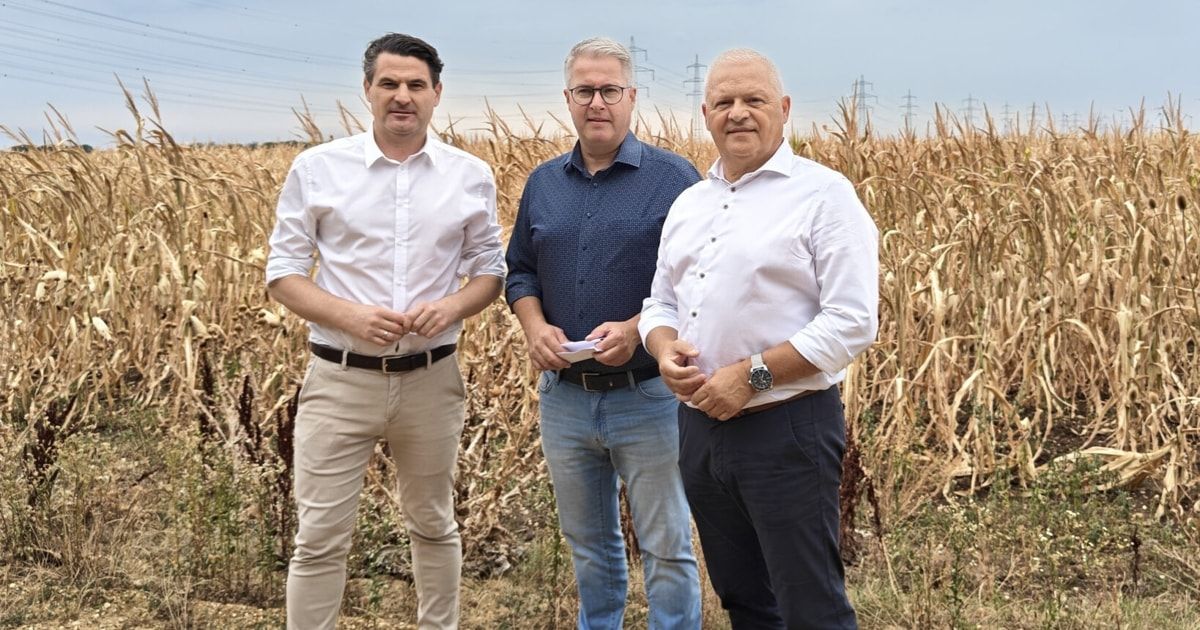 Three men stand in a cornfield, dressed in business attire. The man on the left wears a white shirt and khaki pants. The middle man wears a blue shirt and glasses. The man on the right wears a white shirt, dark pants, and a watch.
