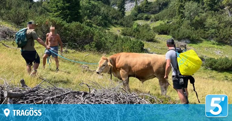 Zwei Männer führen eine braune Kuh durch ein Grasfeld mit einer Leine. Ein Mann ist ohne Hemd, und der andere trägt einen Rucksack.
