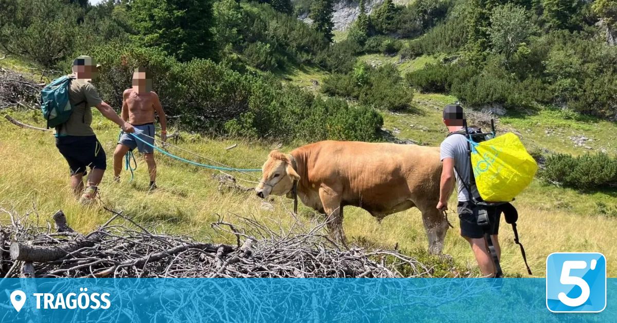 Zwei Männer führen eine braune Kuh durch ein Grasfeld mit einer Leine. Ein Mann ist ohne Hemd, und der andere trägt einen Rucksack.