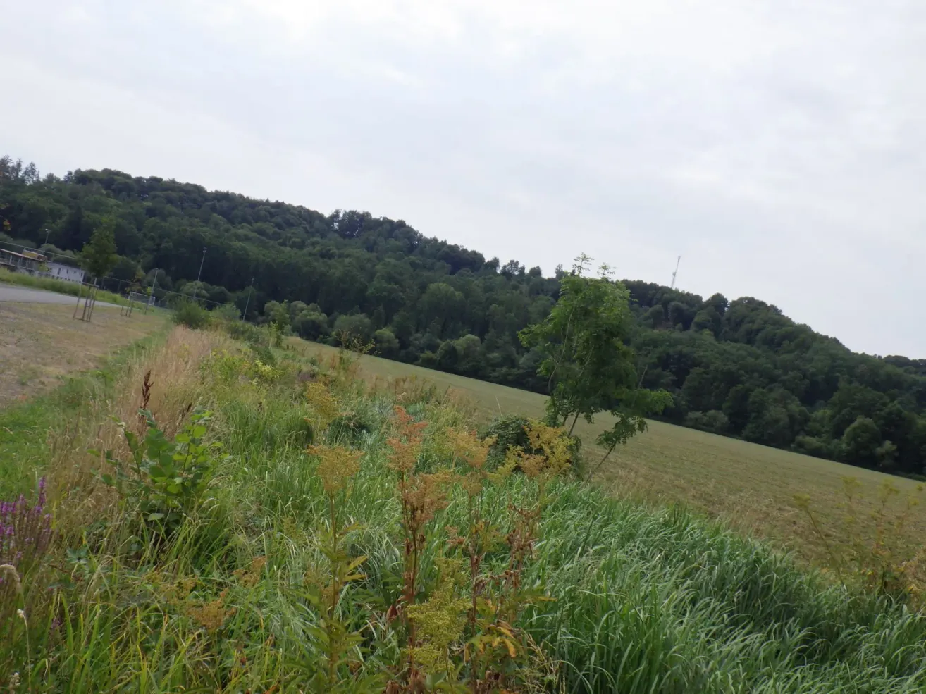 Ein Grasfeld mit einigen Pflanzen und Bäumen im Hintergrund. Der Himmel ist bewölkt.