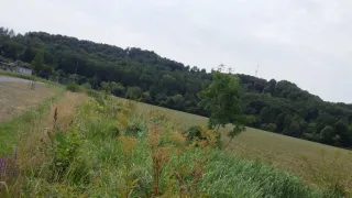 Ein Grasfeld mit einigen Pflanzen und Bäumen im Hintergrund. Der Himmel ist bewölkt.