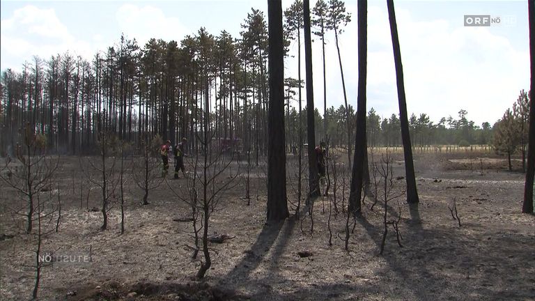 Eine Gruppe von Feuerwehrleuten geht durch einen Wald, der von einem Feuer betroffen ist, wobei die Bäume Anzeichen von Verbrennungsschäden aufweisen.