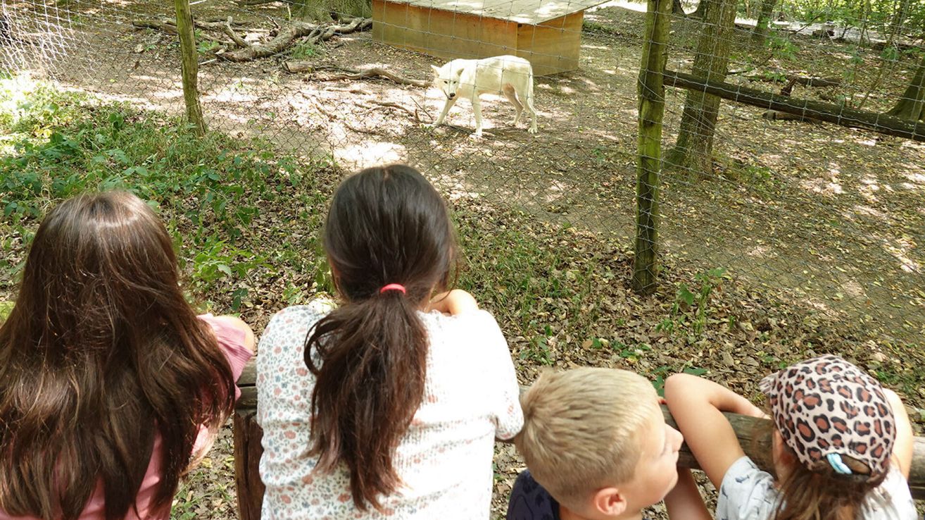 Eine Gruppe von Kindern beobachtet einen weißen Wolf in einem Freiluft-Zoogehege. Der Wolf geht auf der Erde.