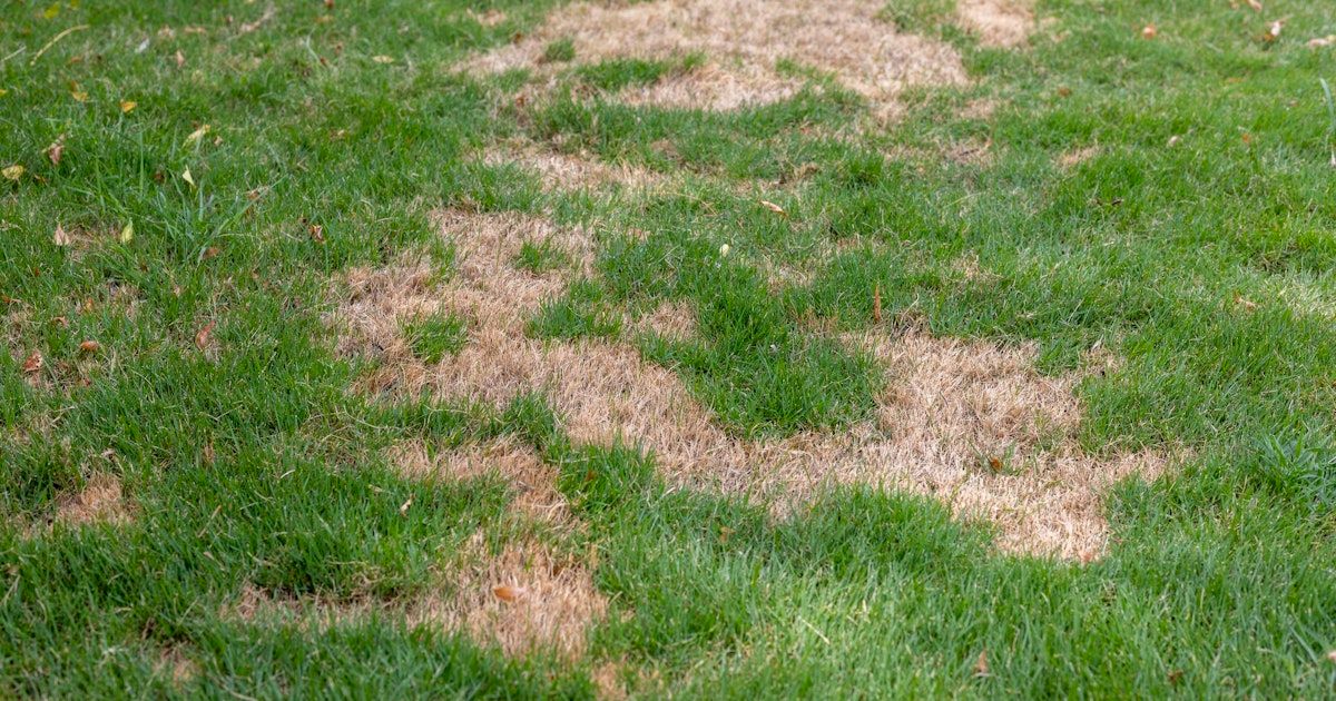 Eine Nahaufnahme eines Rasens mit Flecken braunen, trockenen Grases, die zwischen gesundem grünem Gras verstreut sind.