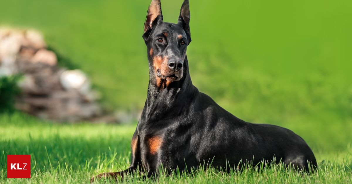 Ein Dobermann mit schwarz-braunem Fell liegt auf grünem Gras und schaut nach rechts.