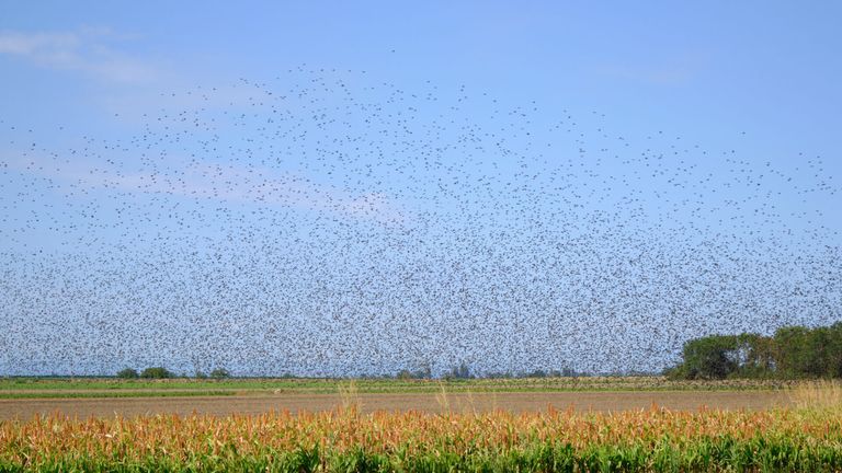Ein großer Schwarm Vögel fliegt über einem Feld mit Feldfrüchten am blauen Himmel.