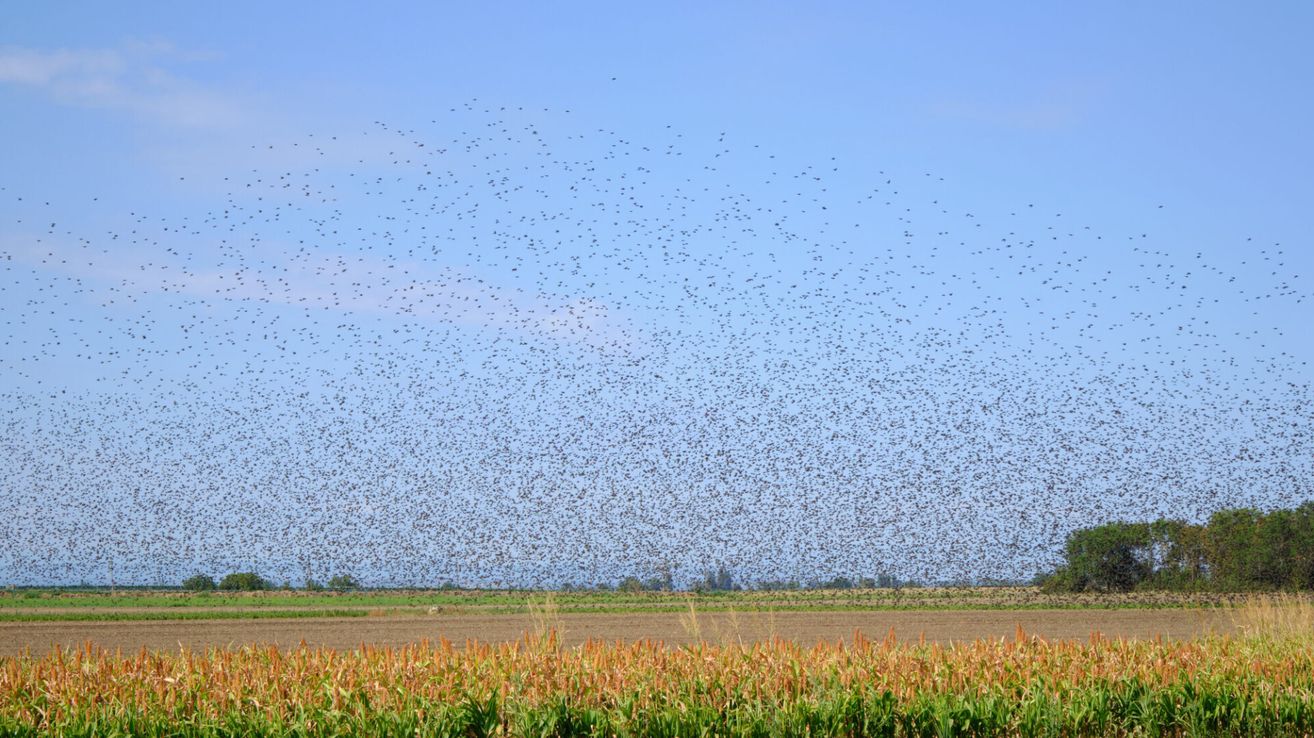 Ein großer Schwarm Vögel fliegt über einem Feld mit Feldfrüchten am blauen Himmel.