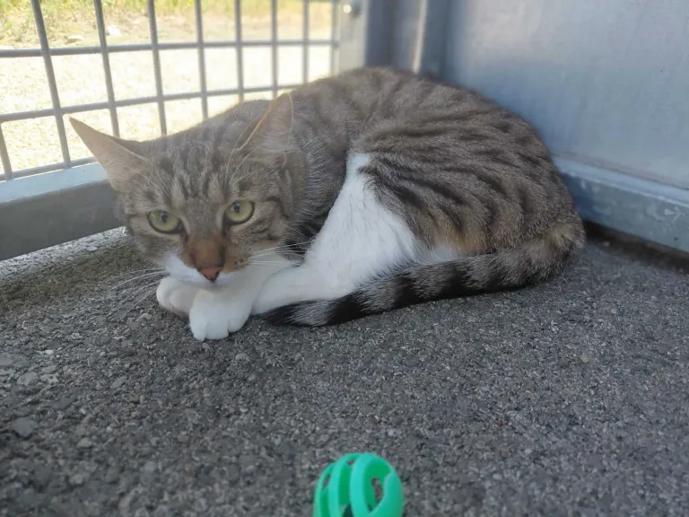 A tabby cat with green eyes and a white patch on its chest lies on the ground near a metal fence. A green toy is in front of it.