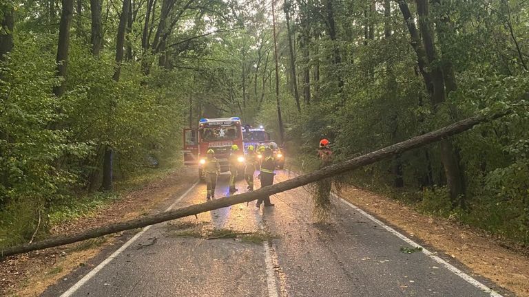 Firefighters in safety gear are removing a fallen tree from a road in a forest. A fire truck and a police car are parked nearby.