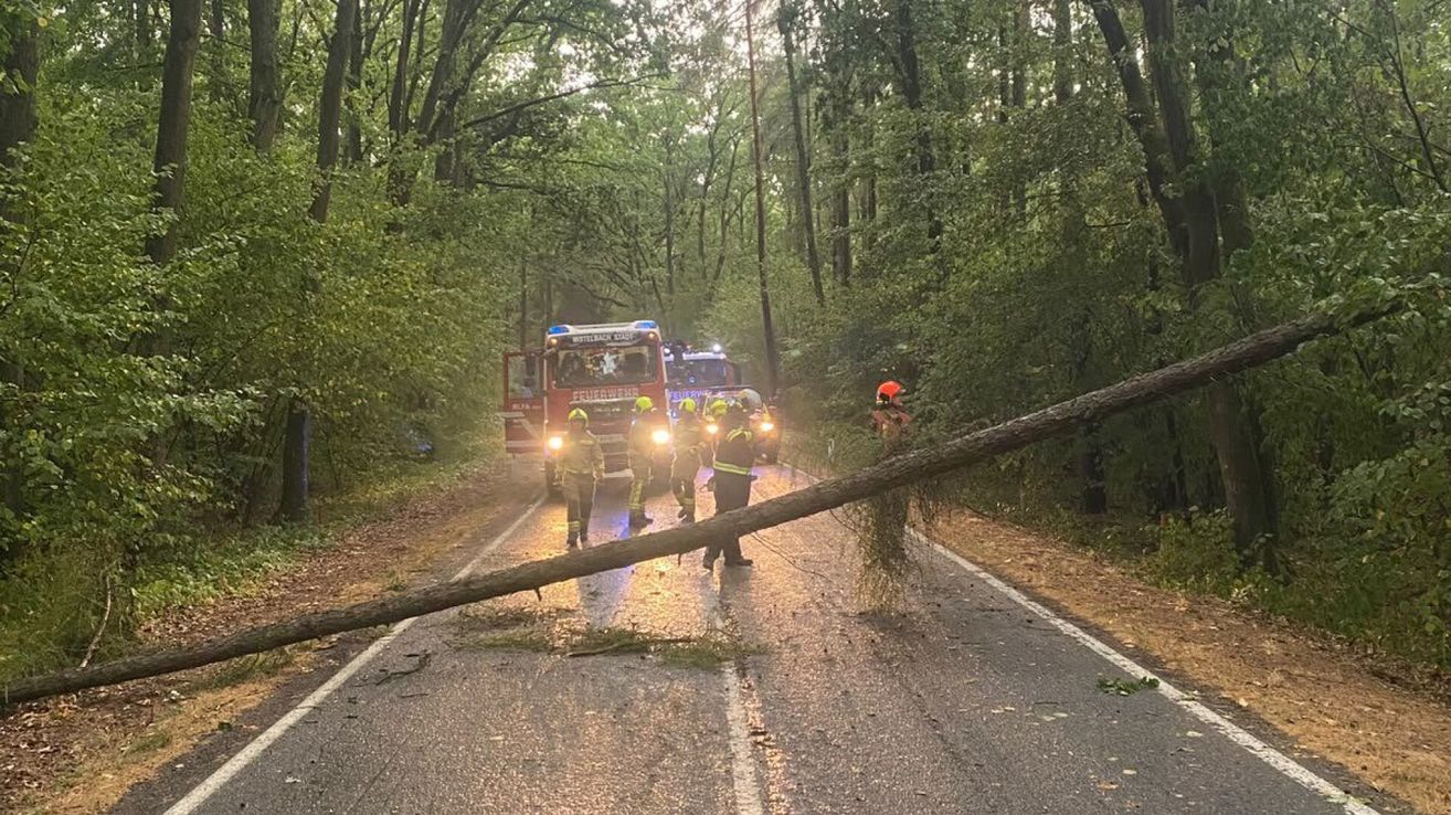 Firefighters in safety gear are removing a fallen tree from a road in a forest. A fire truck and a police car are parked nearby.