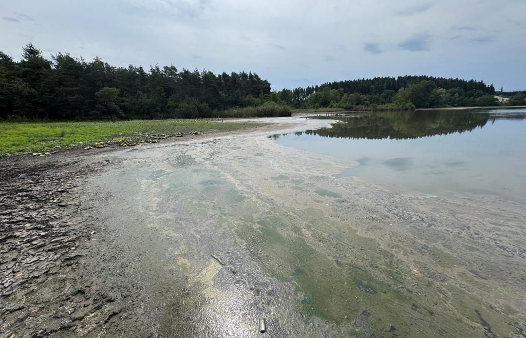 Ein See mit grünen Algen auf der Oberfläche und einem sandigen Ufer, umgeben von Bäumen an einem bewölkten Tag.