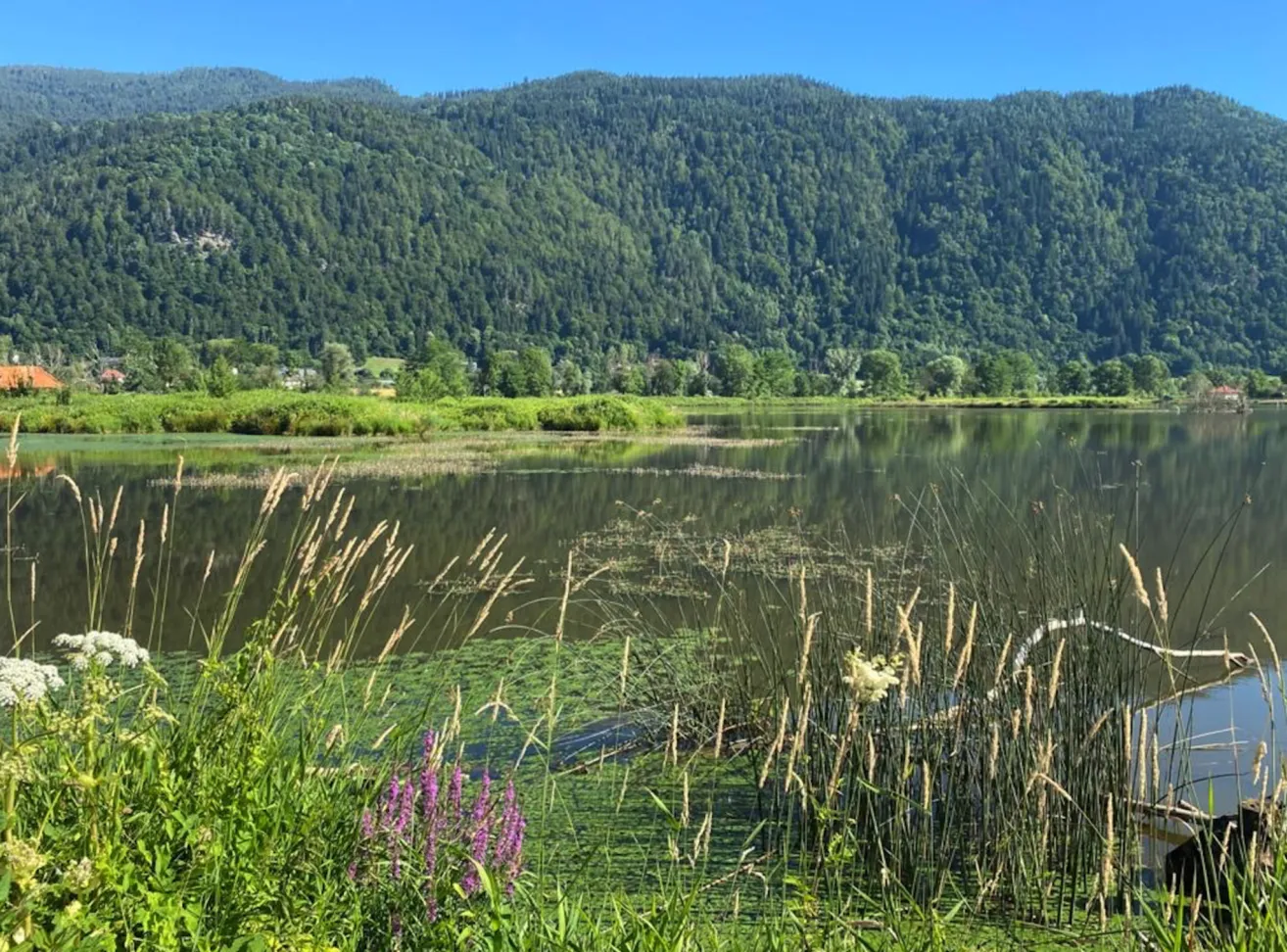 Ein ruhiger See mit üppiger Vegetation und hohen Gräsern, vor dem Hintergrund dichter, grüner Berge unter einem klaren blauen Himmel.