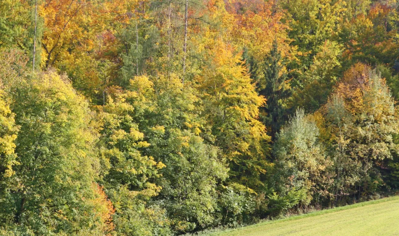 Ein dichter Wald mit einer Mischung aus grünen und gelben Blättern, die in ein Grasfeld übergehen.