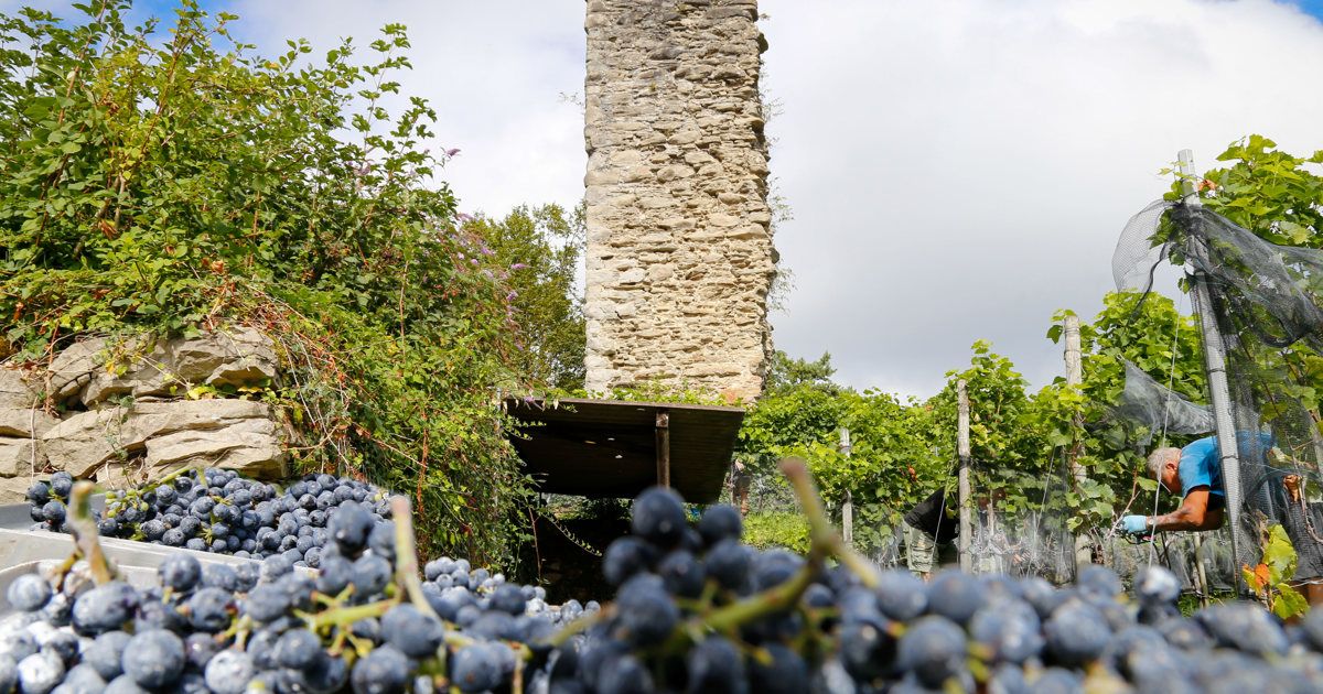A vineyard with a large stone tower in the background, surrounded by green foliage and ripe blue grapes in the foreground.