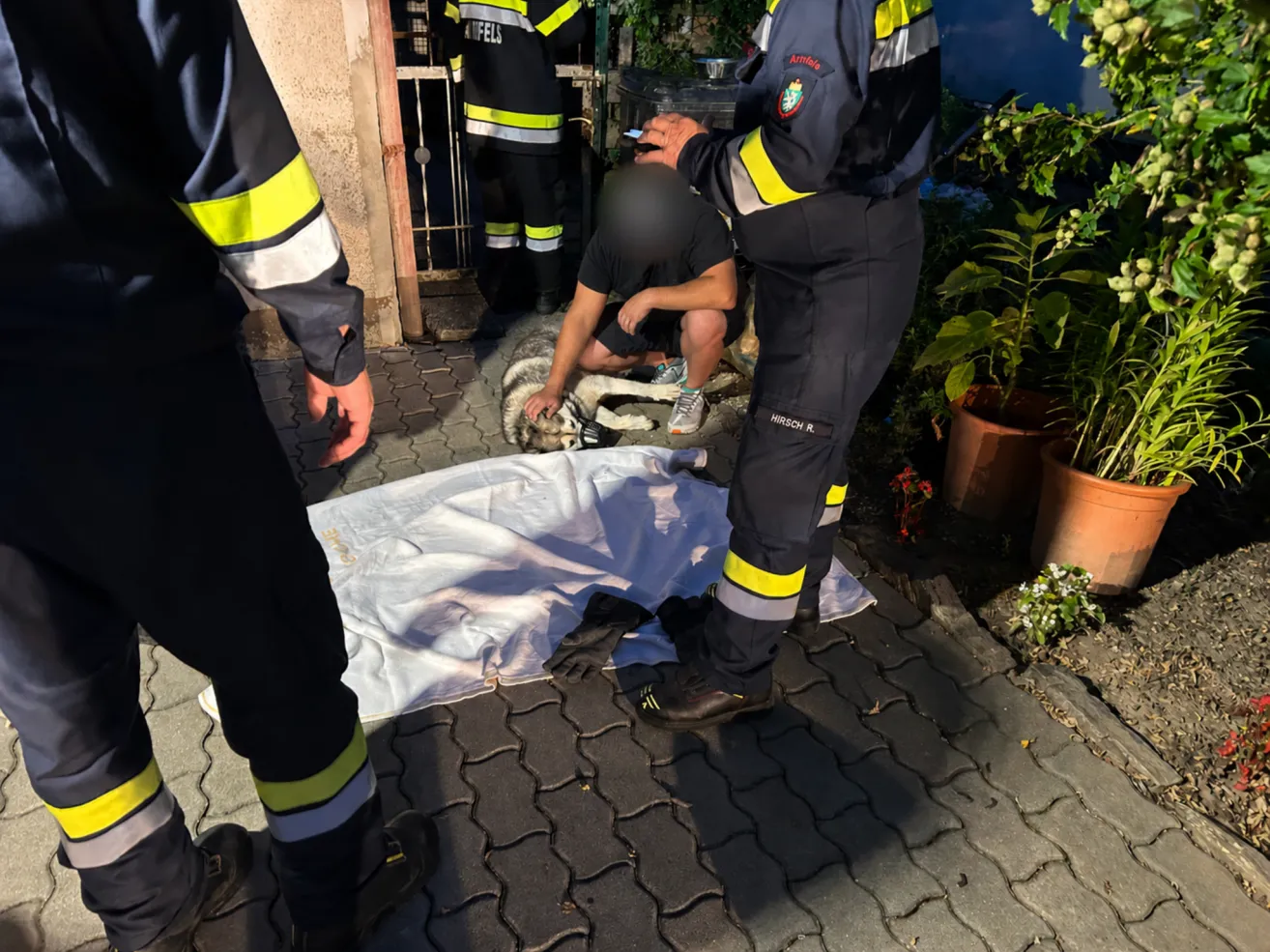 Feuerwehrleute kümmern sich um einen Hund am Boden, einer kniet, der andere steht in der Nähe.